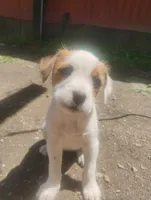 Unnamed , a female Dutch Smoushond for sale in Berryville, AR – Photo 2 of 5