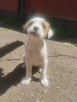 Unnamed , a female Dutch Smoushond for sale in Berryville, AR – Photo 3 of 5