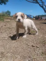 Unnamed , a female Dutch Smoushond for sale in Berryville, AR – Photo 5 of 5
