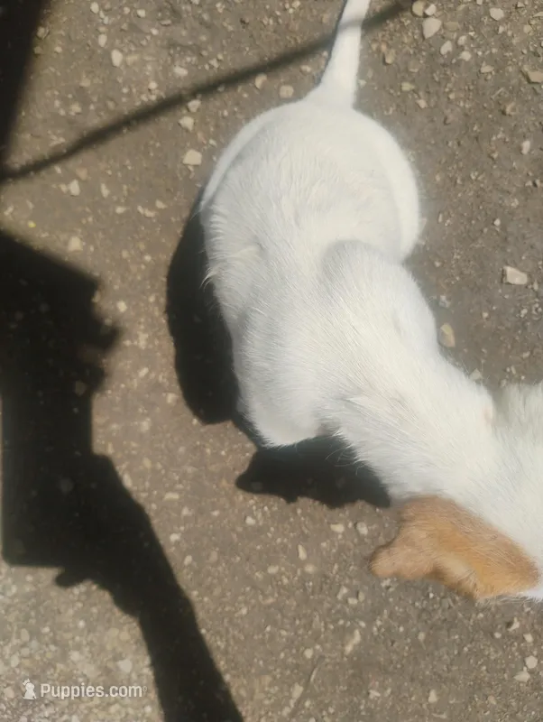 Unnamed  – Dutch Smoushond puppy for sale in Berryville, AR