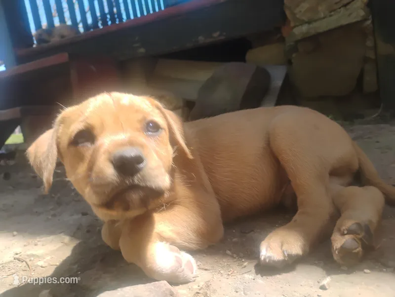 Unnamed  – Dutch Smoushond puppy for sale in Berryville, AR