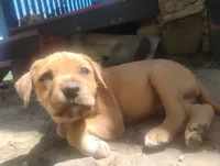 Unnamed , a male Dutch Smoushond for sale in Berryville, AR – Photo 1 of 4