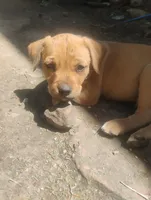 Unnamed , a male Dutch Smoushond for sale in Berryville, AR – Photo 4 of 4