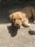 Unnamed , a male Dutch Smoushond for sale in Berryville, AR – Photo 3 of 4