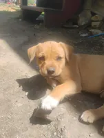 Unnamed , a male Dutch Smoushond for sale in Berryville, AR – Photo 2 of 4