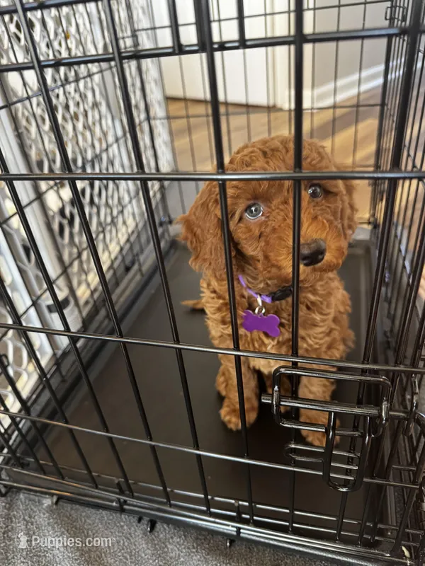 Purple Girl – Goldendoodle puppy for sale in Trenton, OH