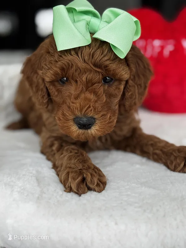Green girl – Goldendoodle puppy for sale in Trenton, OH