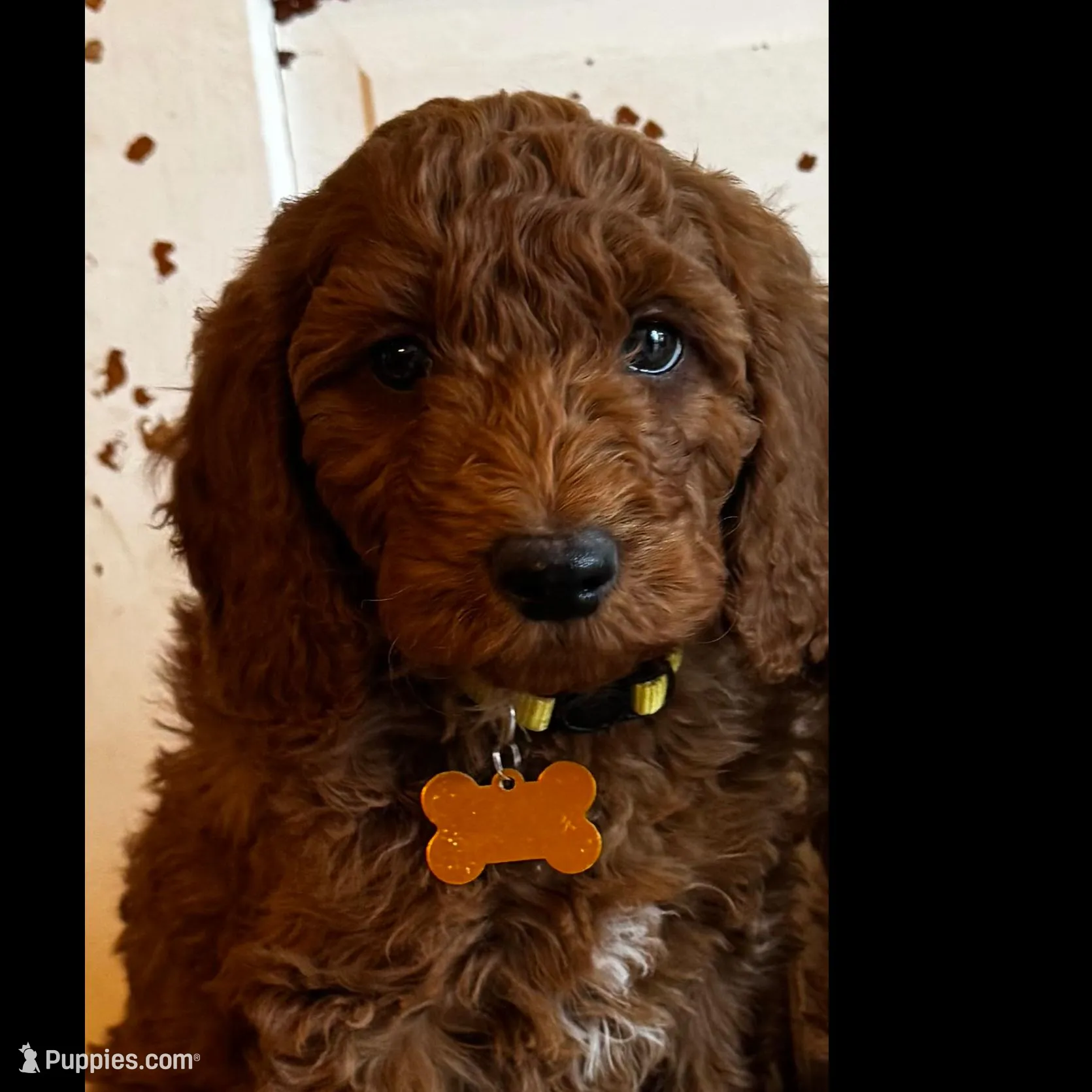 Yellow – Goldendoodle puppy for sale in Trenton, OH
