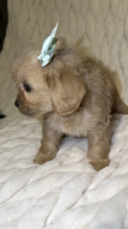 Luna – Shih Tzu, Poodle - Toy  puppy for sale in Minneapolis, MN