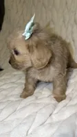 Luna, a female Shih Tzu and Poodle - Toy  for sale in Minneapolis, MN – 2 of 4