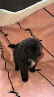 Frankie, a male Shih Tzu and Poodle - Toy  for sale in Minneapolis, MN – 2 of 2