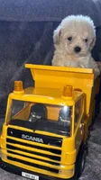 Charlie , a male Maltese and Poodle - Toy  for sale in Anoka, MN – 5 of 6