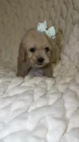 Luna, a female Shih Tzu and Poodle - Toy  for sale in Minneapolis, MN – 3 of 4