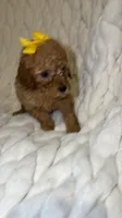 Raymond , a male Poodle - Toy  for sale in Minneapolis, MN – 2 of 4