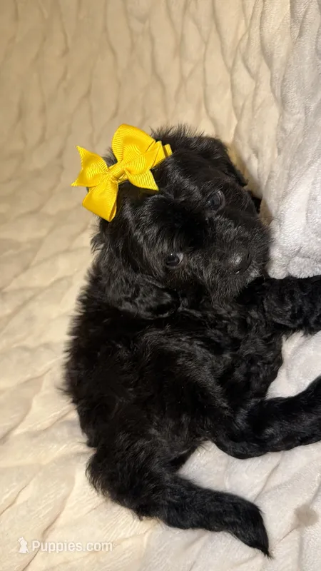 Sequoia  – Shih Tzu, Poodle - Toy  puppy for sale in Minneapolis, MN