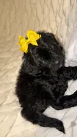 Sequoia , a female Shih Tzu and Poodle - Toy  for sale in Minneapolis, MN – 4 of 4