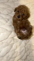 Royal, a male Poodle - Toy  for sale in Minneapolis, MN – 2 of 3