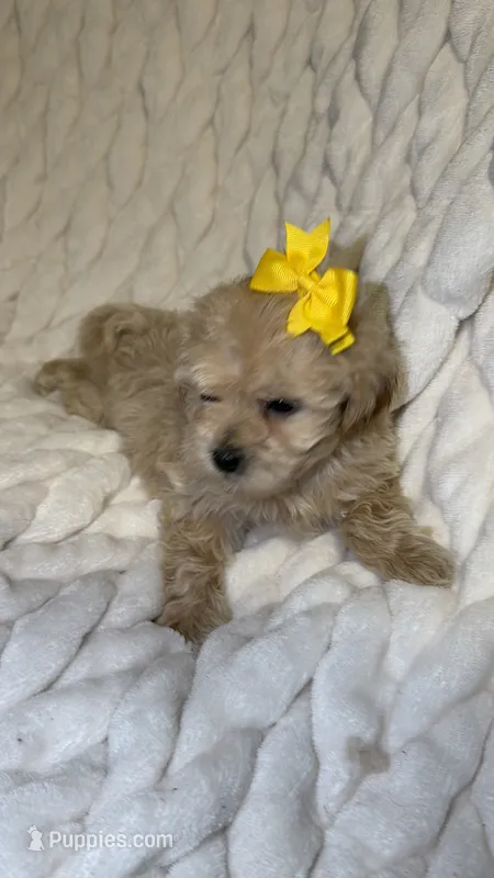Ruby – Shih Tzu, Poodle - Toy  puppy for sale in Minneapolis, MN