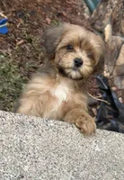 Mitzi, a female Shih Tzu and Poodle - Toy  for sale in Anoka, MN – 1 of 6