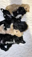 Roxy, a female Shih Tzu and Poodle - Toy  for sale in Minneapolis, MN – 5 of 5
