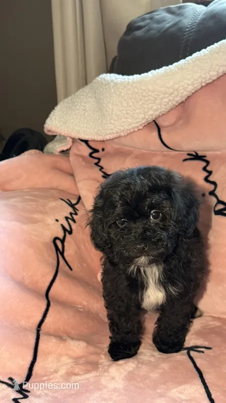 Frankie – Shih Tzu, Poodle - Toy  puppy for sale in Minneapolis, MN