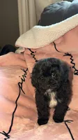 Frankie, a male Shih Tzu and Poodle - Toy  for sale in Minneapolis, MN – 1 of 2