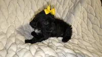 Roxy, a female Shih Tzu and Poodle - Toy  for sale in Minneapolis, MN – 4 of 5
