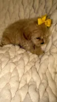 Ruby, a female Shih Tzu and Poodle - Toy  for sale in Minneapolis, MN – 3 of 4