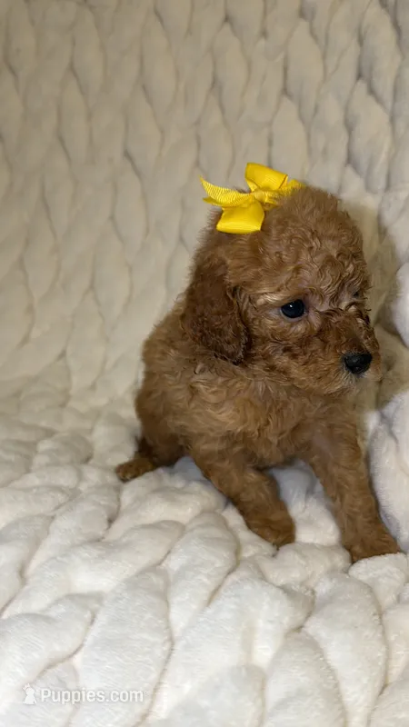 Raymond  – Poodle - Toy  puppy for sale in Minneapolis, MN
