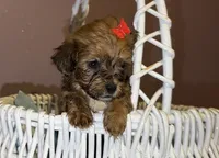 Mitzi, a female Shihpoo for sale in Anoka, MN – 1 of 2