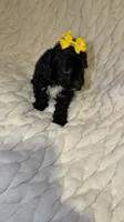 Sequoia , a female Shih Tzu and Poodle - Toy  for sale in Minneapolis, MN – 2 of 4