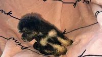 Gigi, a female Shih Tzu and Poodle - Toy  for sale in Minneapolis, MN – 1 of 2
