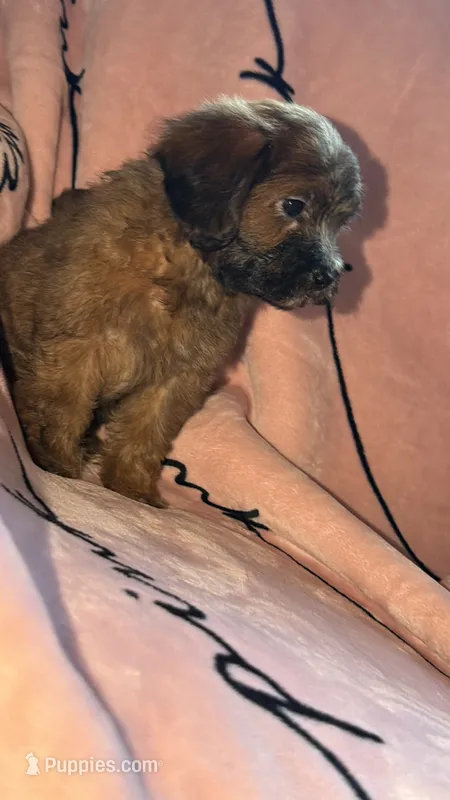 Ellie – Shih Tzu, Poodle - Toy  puppy for sale in Minneapolis, MN