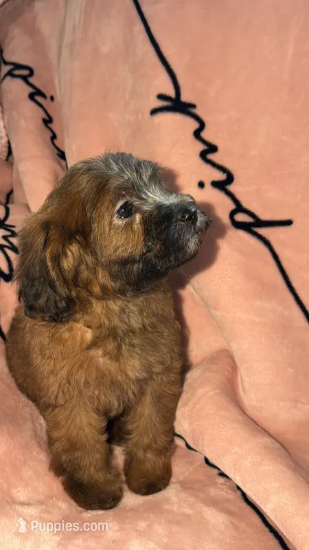 Ellie – Shih Tzu, Poodle - Toy  puppy for sale in Minneapolis, MN