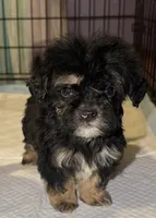 Louie , a male Shihpoo for sale in Anoka, MN – 2 of 3