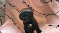 Tori , a female Shih Tzu and Poodle - Toy  for sale in Minneapolis, MN – 2 of 3