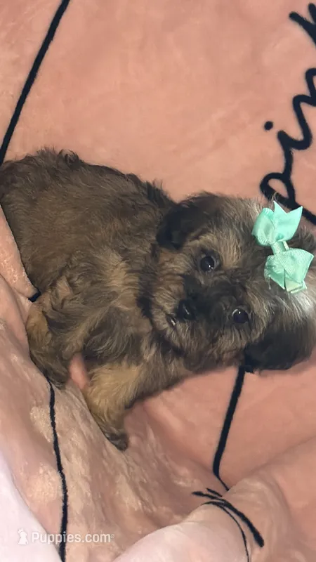 Lizzy – Shih Tzu, Poodle - Toy  puppy for sale in Minneapolis, MN
