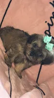 Lizzy, a female Shih Tzu and Poodle - Toy  for sale in Minneapolis, MN – 1 of 2