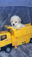 Charlie , a male Maltese and Poodle - Toy  for sale in Anoka, MN – 2 of 6