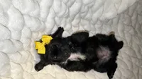 Roxy, a female Shih Tzu and Poodle - Toy  for sale in Minneapolis, MN – 2 of 5