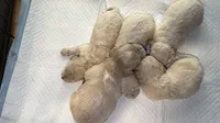 Troy, a male Maltese and Poodle - Toy  for sale in Anoka, MN – 8 of 8
