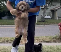Mitzi, a female Shih Tzu and Poodle - Toy  for sale in Anoka, MN – 6 of 6