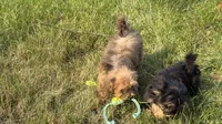 Mitzi, a female Shih Tzu and Poodle - Toy  for sale in Anoka, MN – 4 of 5