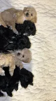 Trixie, a female Shih Tzu and Poodle - Toy  for sale in Minneapolis, MN – 3 of 4