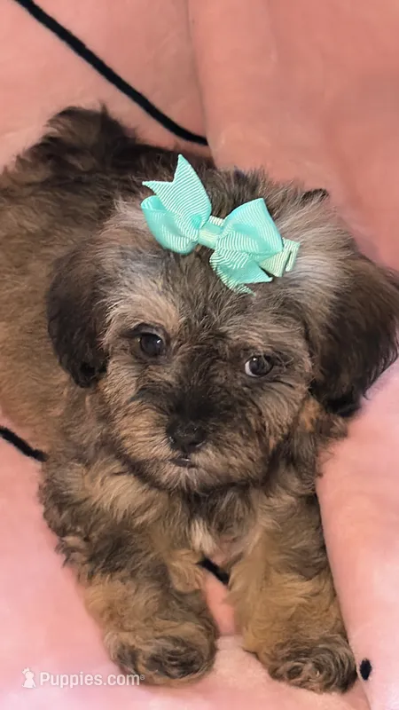 Lizzy – Shih Tzu, Poodle - Toy  puppy for sale in Minneapolis, MN