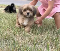 Mitzi, a female Shih Tzu and Poodle - Toy  for sale in Anoka, MN – 4 of 6