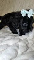 Trixie, a female Shih Tzu and Poodle - Toy  for sale in Minneapolis, MN – 2 of 4