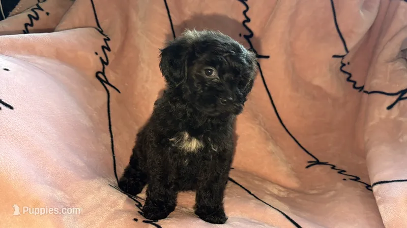 Tori  – Shih Tzu, Poodle - Toy  puppy for sale in Minneapolis, MN