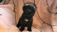 Tori , a female Shih Tzu and Poodle - Toy  for sale in Minneapolis, MN – 1 of 3