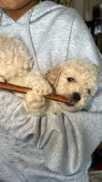 Charlie , a male Maltese and Poodle - Toy  for sale in Anoka, MN – 6 of 6